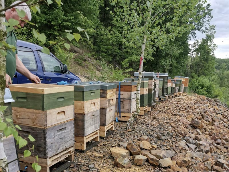 Imker bei der Arbeit